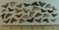 30 - Fossilized Tiger Shark Teeth - Galeocerdo Aduncus - from North Florida