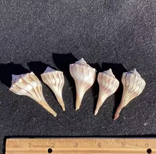 5 Small Lightning Whelk Shells