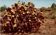 Santa Rita Prickly Pear plant, Purple Prickly Pear, R. C. Proctor Postcard