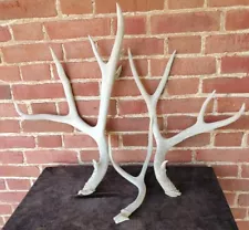 Large ....Deer Antlers for sale