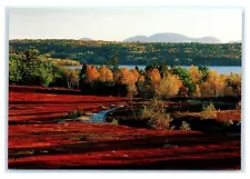 Postcard Maine's Blueberry Barrens in Autumn K17