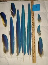 Molted Blue And Gold Macaw Tail feathers