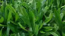 200++ Culantro Herb (Eryngium foetidum) recao latin cuisine spice ngo gai seeds