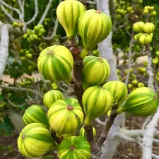 Ficus carica cv Panaché (Striped Fig) 70-80cm - -