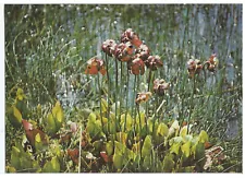 Purple Pitcher Plant-Sarracénie Pourpre, Vintage PC, Photo F. Manuel-Swiss Print