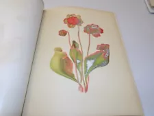 1882 Antique Flower Prints / THE PITCHER-PLANT, or, SARRACENIA PURPUREA