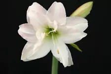 Original Hippeastrum cv. 'Carmina' 1bulb