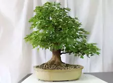 Trident Maple Specimen Bonsai in a Glazed Container