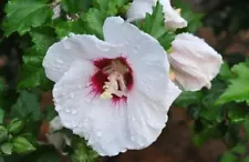 HIBISCUS WHITE & HOT PINK ROSE OF SHARON SYRIACUS FLOWER