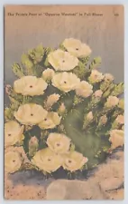 Western Flowering Cactus~Prickly Pear or Opuntia Wootonii In Full Bloom~Linen PC