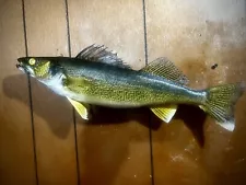 Walleye Fish Taxidermy Mount!