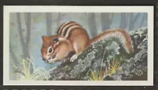 BROOKE BOND (TEA)-(RHODESIAN) ASIAN WILD LIFE 1963-#16- SIBERIAN CHIPMUNK