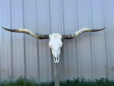 LONGHORN STEER SKULL 6 FEET 1/2" WIDE UNPOLISHED BULL HORN MOUNTED COW HEAD