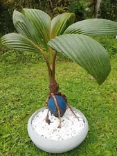 BONSAI Coconut plant. Real coconut palm, starter for Bonsai project.ceylone