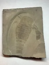 Fossil Eurypterid Fiddler's Green Formation Silurian New York Eurypterus remipes