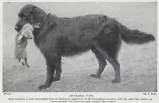 Flat Coated Retriever - 1934 Vintage Dog Art "Photo" Print - CUSTOM MATTED