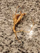 Rare Wild American Ginseng Root fresh