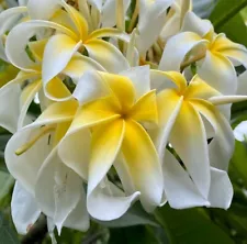 Plumeria Ammaron’s Curly White, limited ,1 cutting, no roots- imported, 8"-10"