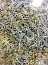 Gnaphalium Affine Jersey Cudweed Thai Herbs For Cooking Fever Cough Expectorant