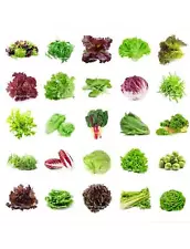 2x Seeds Salad Garden Lettuce Vegetable Non-Gmo Organic Plants Microgreens Green