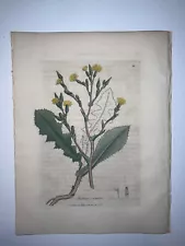 2nd Ed Woodville Medical Botany 1810 H/C Botanical Engraving Wild Lettuce