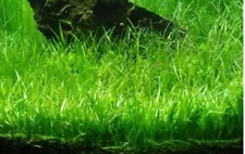 Short Dwarf Hair Grass Aquatic live plant seeds 50+ for $1 mini cow grass