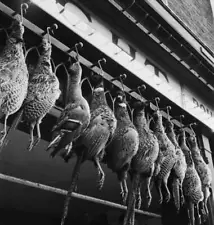 Pheasants Hanging For Sale At London Market 1948 OLD PHOTO