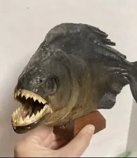 9" Black Piranha Amazon River Monster