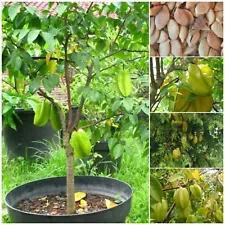 Star Fruit,Averrhoa carambola,Tree New Seeds 100 + From Sri Lanka