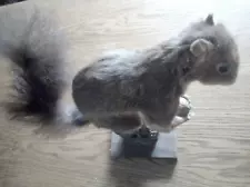 TAXIDERMY SQUIRREL STUFFED ANTIQUE