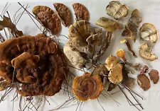 Combined Collection of 18 Dried Mushrooms or Fungi, For Arts, Crafts, Taxidermy