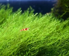 Christmas Moss "Vesicularia Montagnei" Live Aquarium Plant ( Golf Ball Size)