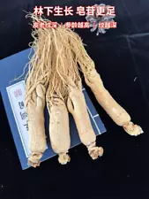 panax ginseng plants for sale