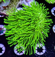 New ListingWYSIWYG - Long Polyp Green Toadstool - LIVE LEATHER CORAL