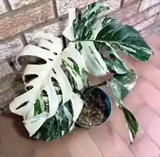 Monstera Deliciosa Albo variegated Monstera Borsigiana Albo 8 Live Cuttings