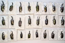 Lamprima adolphinae, 24 CB specimens all damaged, nice stag beetles for Artwork