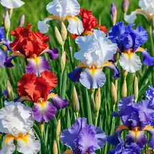 50Pcs EXOTIC rare IRIS SEEDS for garden perennial flower beds plant