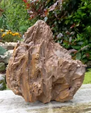 Rare Petrified Fossil Wood Specimen Sahara Naturally Polished 2.8kg