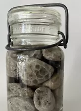 25 Raw PETOSKEY Stones Hexagonaria Glass Jar Rock Lot Fossils GORGEOUS!