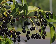 Prunus mahaleb 100+ seeds St Lucie cherry semillas graines