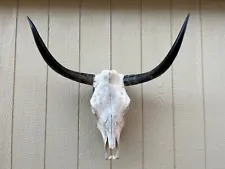 LONGHORN STEER SKULL 27 1/4" INCH WIDE POLISHED BULL HORN MOUNTED COW HEAD