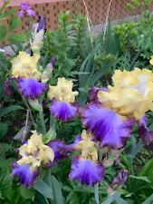 Iris Adventurous' (Michael Sutton, R. 2009) Tall Bearded Iris TB 1 rhizome