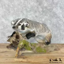 #28673 E | American Badger Life-Size Taxidermy Mount For Sale