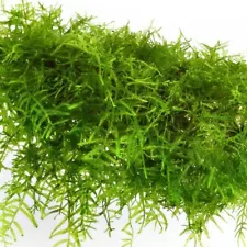 New ListingLive Plant Taxiphyllum Barbieri Java Moss for Freshwater Planted Tank 1x1 inch