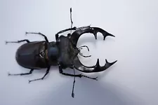 Lucanus Cervus Cervus GIANT !!! A1!! 85+mm!!!!