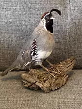 Taxidermy Male Gambel Quail perched on a small log