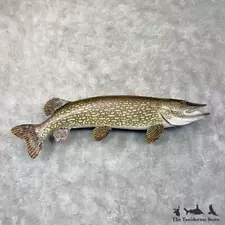 northern pike mounts for sale