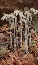 Indian pipe, Quebec, Florida, Washington, California, Mexico, Japan, Postcard