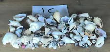 Tiny Florida Shells Seashells Nautical Ocean Beach Home Decor Crafts Misc Lot