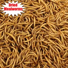 Wholesale Bulk Dried Mealworms for Wild Birds Food Blue Bird Chickens Hen Treats